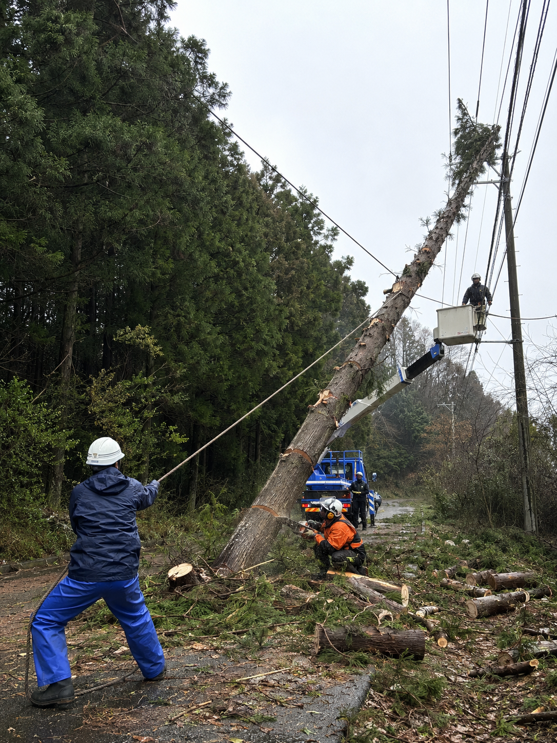 台風で電線に倒れかかったスギ